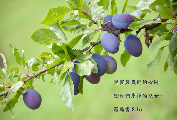 The image features a branch of plums hanging from a tree, with leaves and fruit prominently displayed. The plum tree limb ...